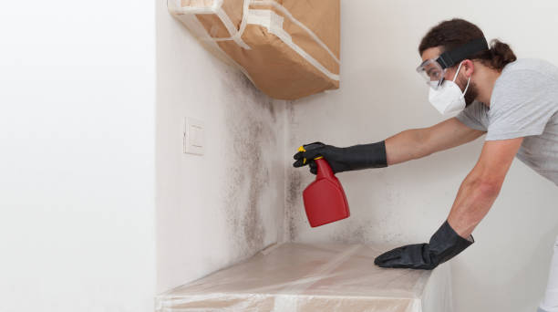 Basement Mold Remediation treatment on basement walls in Jobstown