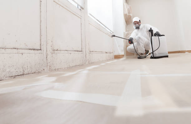 Black mold remediation team in Jobstown
