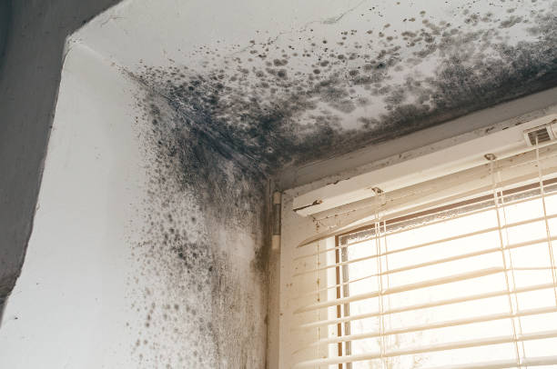 Mold Removal service in Jobstown